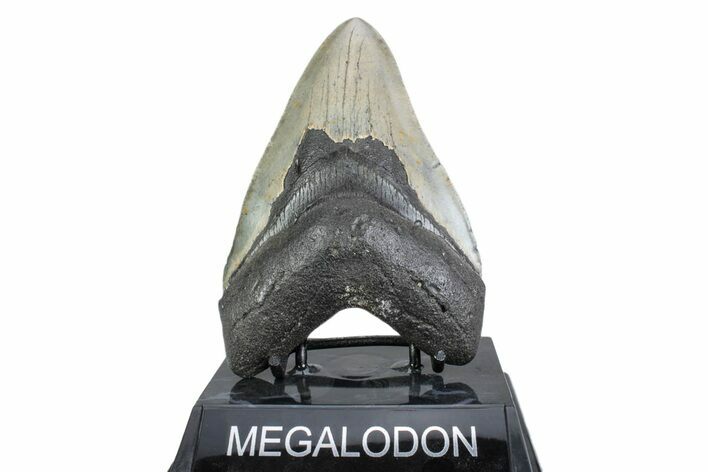 Serrated, Fossil Megalodon Tooth - North Carolina #378054